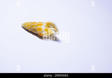 Tritia vaucheri è una specie di molluschi nauchia, molluschi nauchia della famiglia Nassariidae. Foto Stock