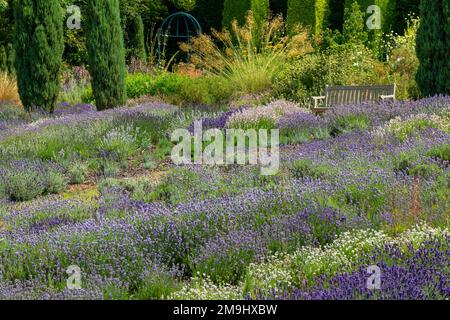 Coltivazione della lavanda in estate allo Yorkshire Lavender Farm un'attrazione turistica vicino a Terrington nel North Yorkshire Inghilterra Regno Unito. Foto Stock