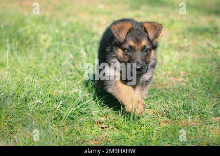 Giovane cane pastore tedesco che corre in erba Foto Stock