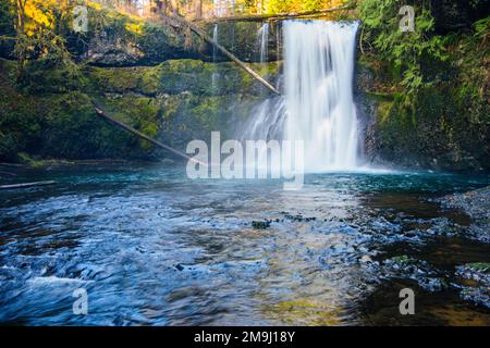 Silver Falls State Park, Oregon, Stati Uniti d'America Foto Stock