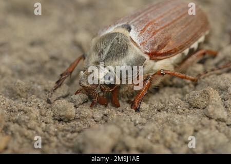 Dettaglio primo piano su un scarafaggio con capelli bianchi può insabbiarsi coleottero, melolontha, in giardino Foto Stock
