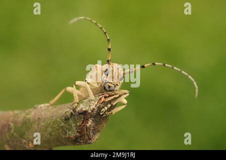 Particolare primo piano frontale sul grande scarabeo europeo di pioppo longhorn, Saperda carcharias seduto su legno Foto Stock