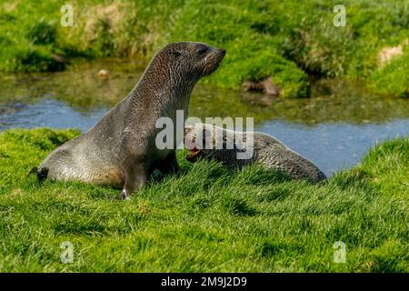 Due giovani foche antartiche (Arctocephalus gazella) giocano a Ocean Harbor, South Georgia Island, sub-Antartide. Foto Stock