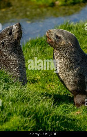 Due giovani foche antartiche (Arctocephalus gazella) giocano a Ocean Harbor, South Georgia Island, sub-Antartide. Foto Stock