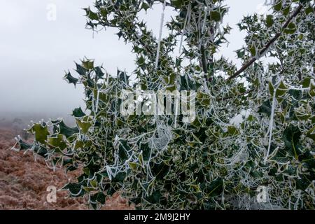 Holly tree vestito con le decorazioni di Natale della natura e coperto di ragnatela gelida, Ilkley Moor, West Yorkshire, Inghilterra, Regno Unito Foto Stock