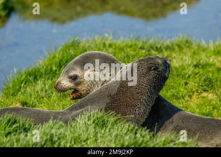 Due giovani foche antartiche (Arctocephalus gazella) giocano a Ocean Harbor, South Georgia Island, sub-Antartide. Foto Stock