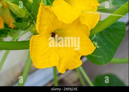 Bee pollenating fiore all'interno della serra in Almeria, ÒThe European Vegetable Garden, Ó Andalusia, Spagna Foto Stock