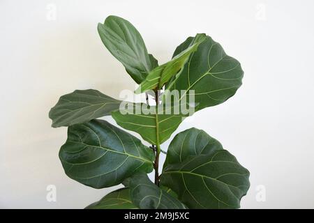 Fiddle foglia di fico (Ficus lyrata), una pianta popolare casa. Primo piano di grandi foglie verdi, isolate su sfondo bianco, in orientamento paesaggistico. Foto Stock