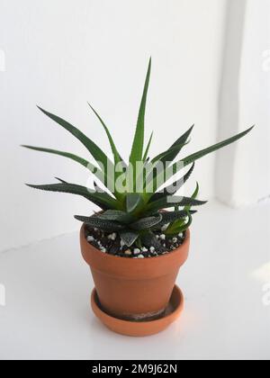 Casa di Hahworthia in una pentola di terracotta. La pianta hs verde foglie di spikey. Isolato su sfondo bianco, con orientamento verticale. Foto Stock