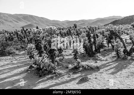 Bellissimo Cholla Cactus Garden nel parco nazionale Joshua Treer nel sole del pomeriggio Foto Stock