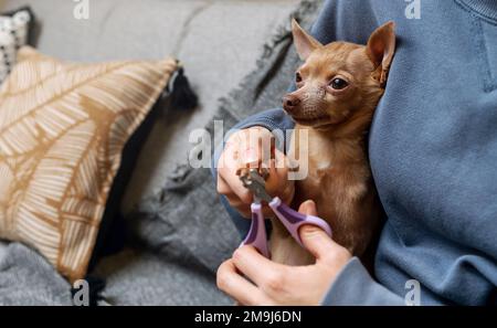 Taglio di unghie da cane con tagliunghie da animale. Foto Stock