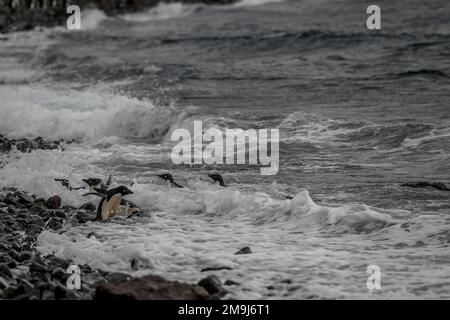 I pinguini delie (Pygoscelis adeliae) ritornano dall'alimentazione in mare alla loro colonia sull'Isola di Paulet nel Mare di Weddell, vicino alla punta dell'Antartide Foto Stock
