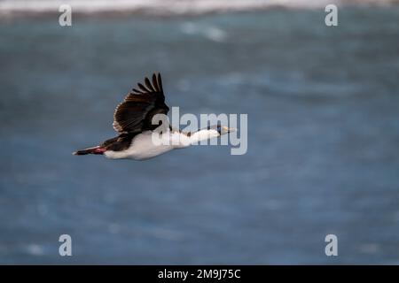 Uno shag antartico (Leucocarbo bransfieldensis), talvolta indicato come cormorano imperiale, cormorano re, shag imperiale, shag con occhio blu o anta Foto Stock