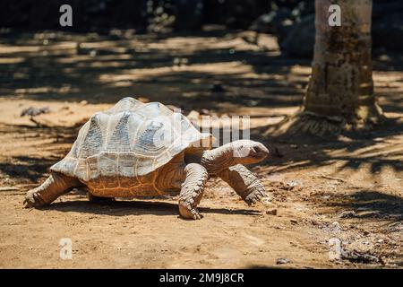 Specie endemica della tartaruga gigante di Aldabra - una delle tartarughe più grandi del mondo nel parco naturale dello zoo sull'isola di Mauritius. Enorme rettile lento mo RU Foto Stock