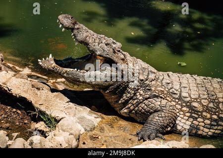 Ritratto del coccodrillo del Nilo aprire una mascella enorme con grandi denti che asciugano una bocca dopo il buon pranzo. Lo zoo la Vanille Nature Park sull'isola di Mauritius. Bellezza Foto Stock