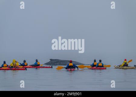 Turisti in kayak di fronte a una megattera (Megaptera novaeangliae) vicino a Portal Point, che si trova sul continente antartico lungo la costa occidentale o Foto Stock