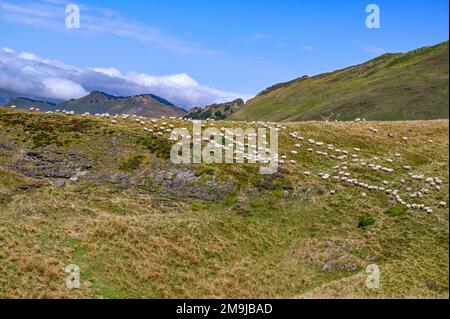 Pecore pascolano sulle alpi estive vicino al col d'Aubisque nei Pirenei francesi, Béarn, Francia Foto Stock