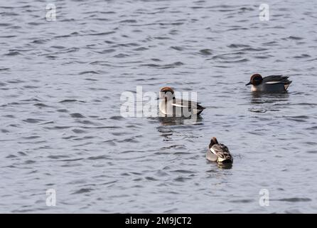 Nuoto maschio Teal (Anas crecca) sulla costa dell'Essex Foto Stock