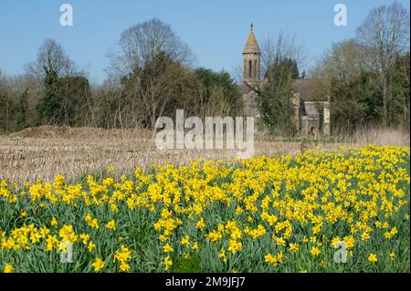 West Hyde, Hertfordshire, Regno Unito. 19th marzo, 2022. Narcisi nei campi. Una bella giornata di sole a West Hyde con una vera sensazione di primavera nell'aria. Credito: Maureen McLean/Alamy Foto Stock