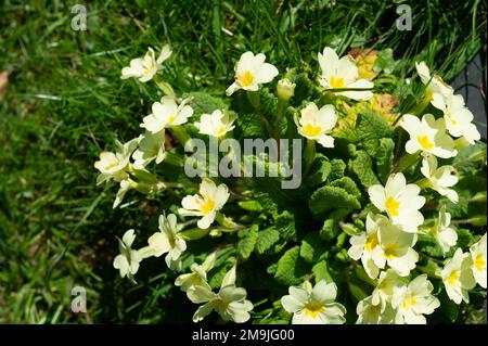 West Hyde, Hertfordshire, Regno Unito. 19th marzo, 2022. Magnolia e primula fioriscono nei terreni della Chiesa di San Tommaso di Canterbury. Una bella giornata di sole a West Hyde con una vera sensazione di primavera nell'aria. Credito: Maureen McLean/Alamy Foto Stock