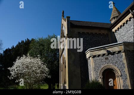 West Hyde, Hertfordshire, Regno Unito. 19th marzo, 2022. Magnolia e primula fioriscono nei terreni della Chiesa di San Tommaso di Canterbury. Una bella giornata di sole a West Hyde con una vera sensazione di primavera nell'aria. Credito: Maureen McLean/Alamy Foto Stock