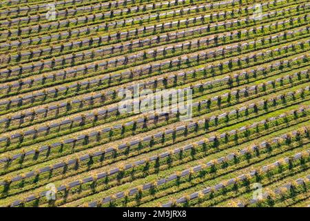 Vista dall'alto verso il basso di frutteti con alberi da frutto Foto Stock