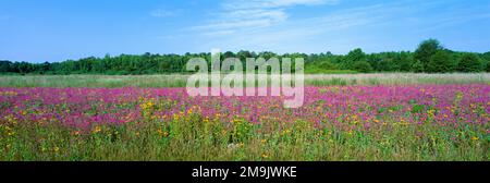 Fiori di campo rosa nel prato, North Carolina, USA Foto Stock