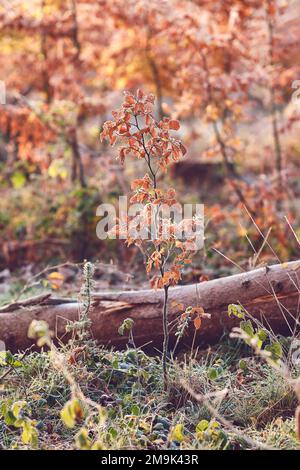 Albero giovane che cresce nei boschi in autunno. Foto di alta qualità Foto Stock