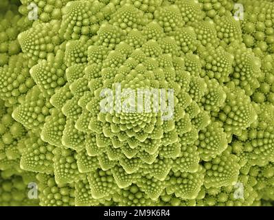 vista dall'alto di un fresco verdeggiante cavolo romanesco broccoli, fiori dall'aspetto astratto di un cavolfiore romano Foto Stock