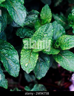 Primo piano di piante mature di menta (Mentha spicata) con gocce di pioggia, Skagit County, Washington, USA Foto Stock