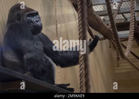 Silverback Gorilla seduto nella sua gabbia allo zoo. Foto Stock