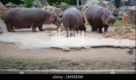 Ippopotamo allo zoo mangiare piante su cemento. Foto Stock