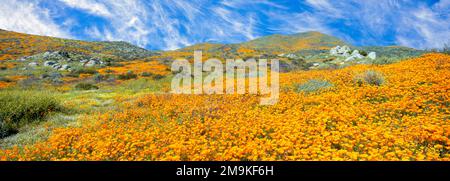 California papavero (Escholzia californica) super fiorire nelle Montagne Temescal, Riverside County, California, Stati Uniti Foto Stock