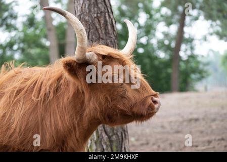 Highland Cow al safari Park, Paesi Bassi. Foto Stock