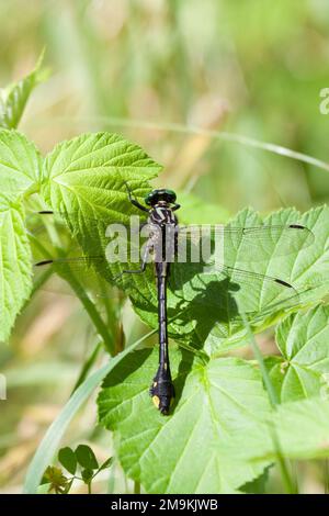 Con le sue ali spalancate una libellula clubtail poggia su una foglia verde Foto Stock