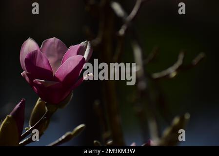 Giugno magnolia fiore apertura nel caldo mese di gennaio in Texas Foto Stock