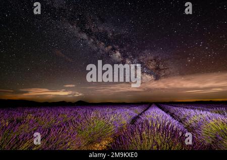 Cielo notturno sui campi di lavanda, Provenza, Francia Foto Stock