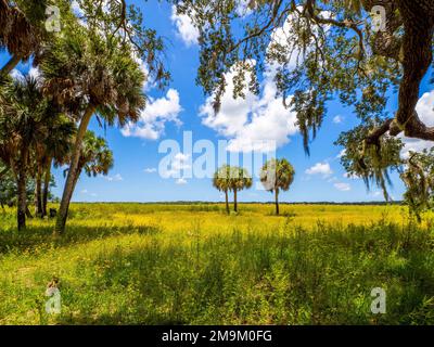 Yellow Tickseed (Coreopsis floridana), Myakka state Park, Sarasota, Florida, USA Foto Stock