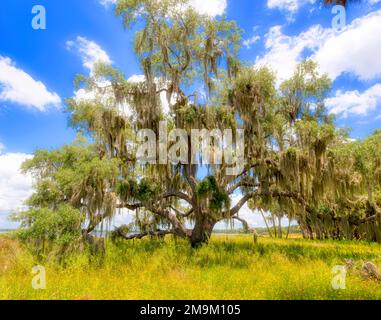 Oak Tree and Yellow Tickseed (Coreopsis floridana), Myakka state Park, Sarasota, Florida, USA Foto Stock