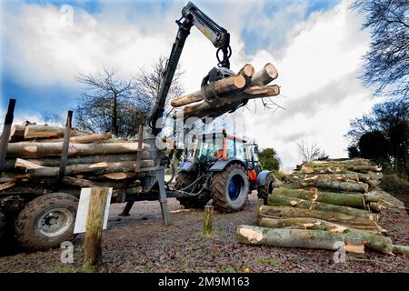 Trattore con pinza che solleva i tronchi appena tagliati dal terreno boschivo fuori dal rimorchio sulla catasta in attesa di trasporto - Oxfordshire, Inghilterra, Regno Unito Foto Stock