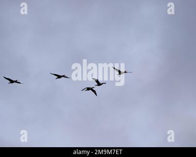 Cormorani che volano di fronte a un cielo blu, vista dal basso Foto Stock