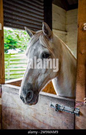 Ritratto di cavallo in stalla Foto Stock