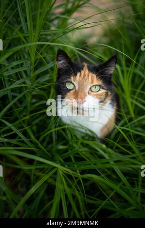 gatto calico sul rampino seduto in erba alta, guardando in alto osservare gli uccelli Foto Stock
