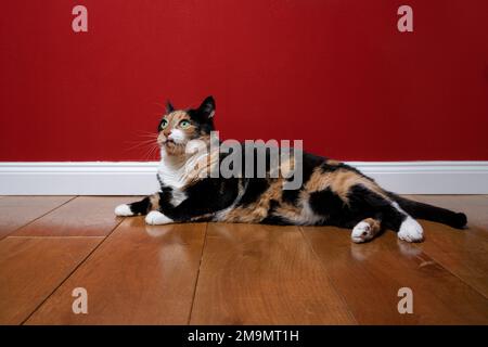 pigro gatto sovrappeso giacente su pavimento di legno guardando in alto di fronte al muro rosso con spazio copia Foto Stock