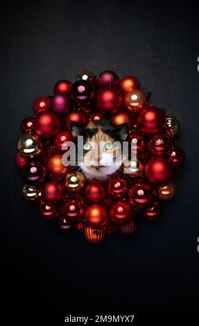 ritratto di gatto di natale. Gatto calico testa attaccante attraverso rosso xmas bauble corona su sfondo nero con copia spazio, faccia divertente con lingua fuori Foto Stock