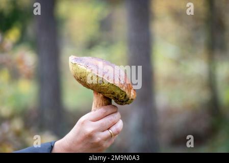 Una mano di donna che tiene un fungo commestibile trovato in una foresta autunnale Foto Stock