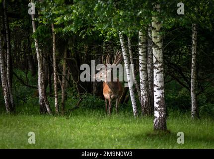 Un maestoso cervo rosso pascolo in un prato in estate Foto Stock