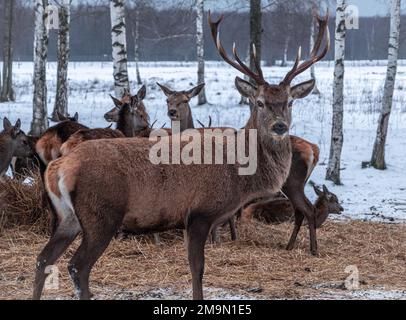 Maestoso cervo rosso in inverno Foto Stock