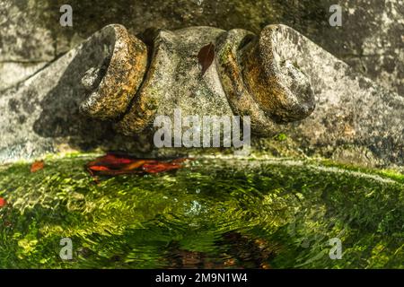 Lavandino in pietra medievale con acqua pulita in un vecchio giardino autunnale in Irlanda Foto Stock