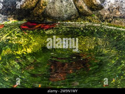 Lavandino in pietra medievale con acqua pulita in un vecchio giardino autunnale in Irlanda Foto Stock